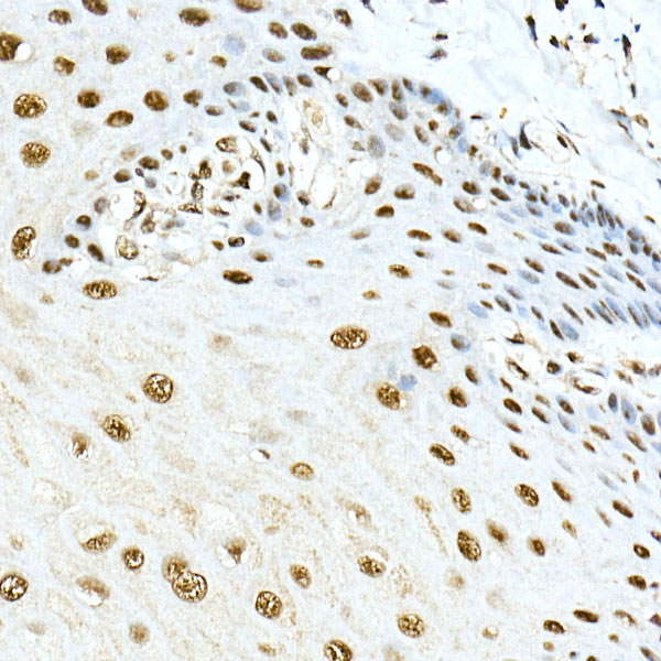 PRPF4 Rabbit monoclonal antibody