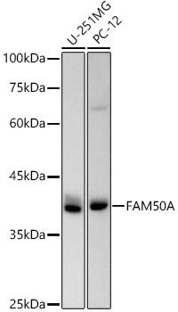 FAM50A Rabbit monoclonal antibody