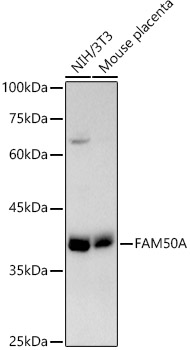 FAM50A Rabbit monoclonal antibody