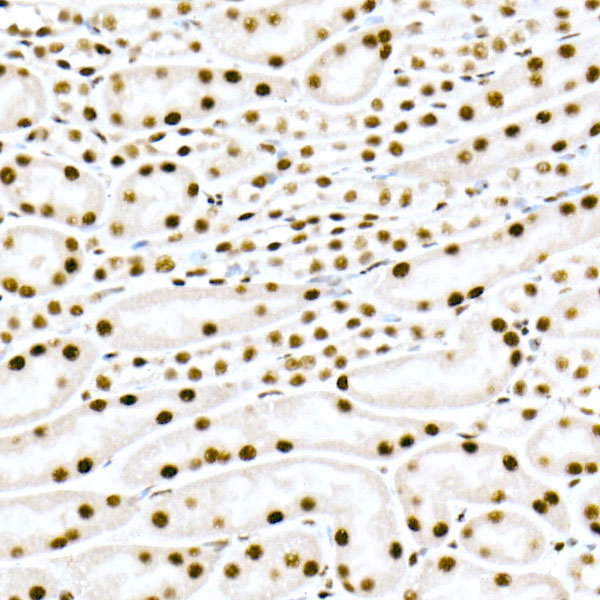 FAM50A Rabbit monoclonal antibody