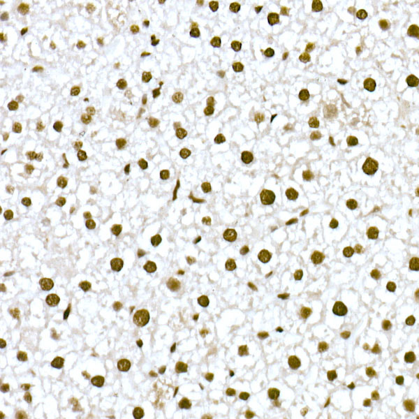 FAM50A Rabbit monoclonal antibody
