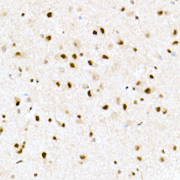 FAM50A Rabbit monoclonal antibody