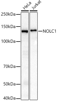 NOLC1 Rabbit monoclonal antibody
