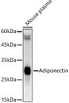 Western blot - Adiponectin Rabbit mAb (A21135)