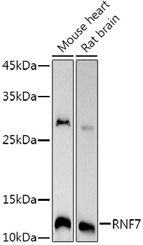 RNF7 Rabbit monoclonal antibody