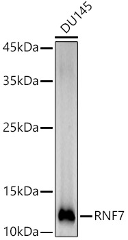 RNF7 Rabbit monoclonal antibody