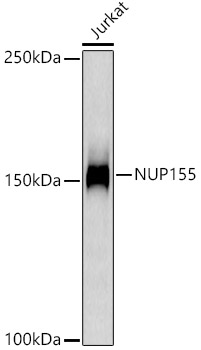 NUP155 Rabbit monoclonal antibody