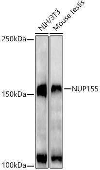 NUP155 Rabbit monoclonal antibody
