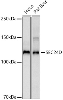 SEC24D Rabbit monoclonal antibody