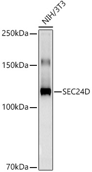 SEC24D Rabbit monoclonal antibody