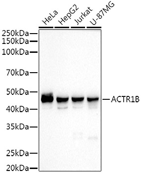 ACTR1B Rabbit monoclonal antibody