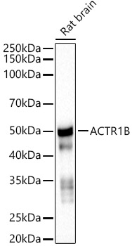 ACTR1B Rabbit monoclonal antibody