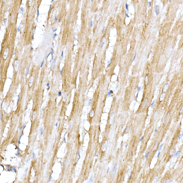 ACTR1B Rabbit monoclonal antibody