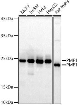 PMF1 Rabbit monoclonal antibody