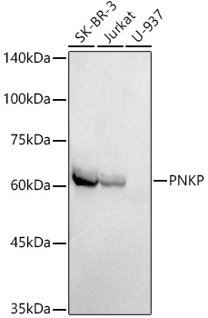PNKP Rabbit monoclonal antibody