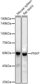 PNKP Rabbit monoclonal antibody