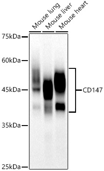 CD147 Rabbit monoclonal antibody