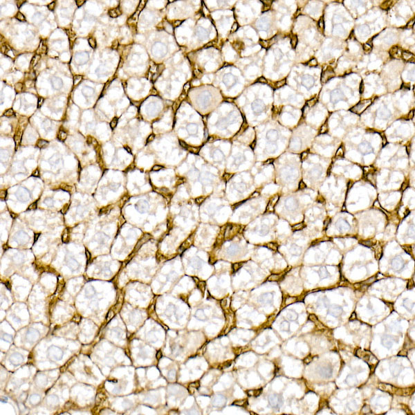 CD147 Rabbit monoclonal antibody