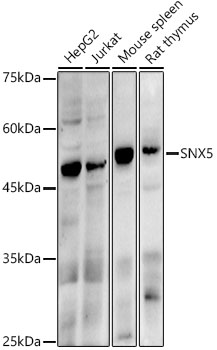 SNX5 Rabbit monoclonal antibody