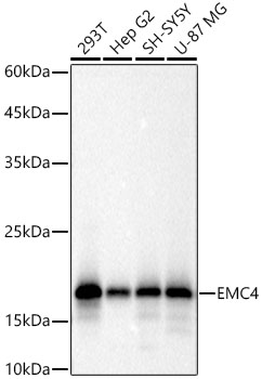 EMC4 Rabbit monoclonal antibody