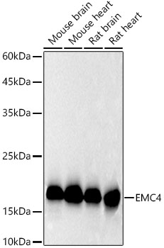 EMC4 Rabbit monoclonal antibody