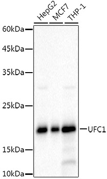 UFC1 Rabbit monoclonal antibody