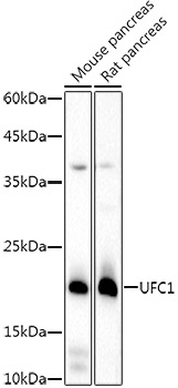 UFC1 Rabbit monoclonal antibody