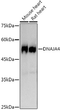 DNAJA4 Rabbit monoclonal antibody