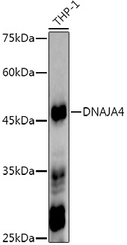DNAJA4 Rabbit monoclonal antibody