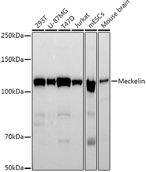 Meckelin Rabbit monoclonal antibody