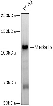 Meckelin Rabbit monoclonal antibody