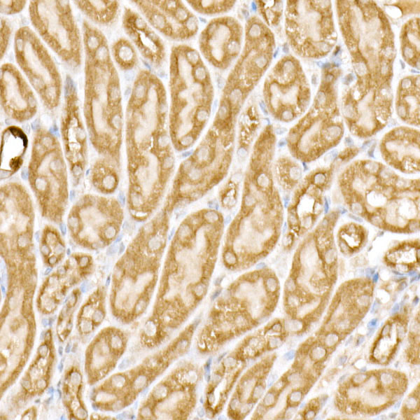 Meckelin Rabbit monoclonal antibody