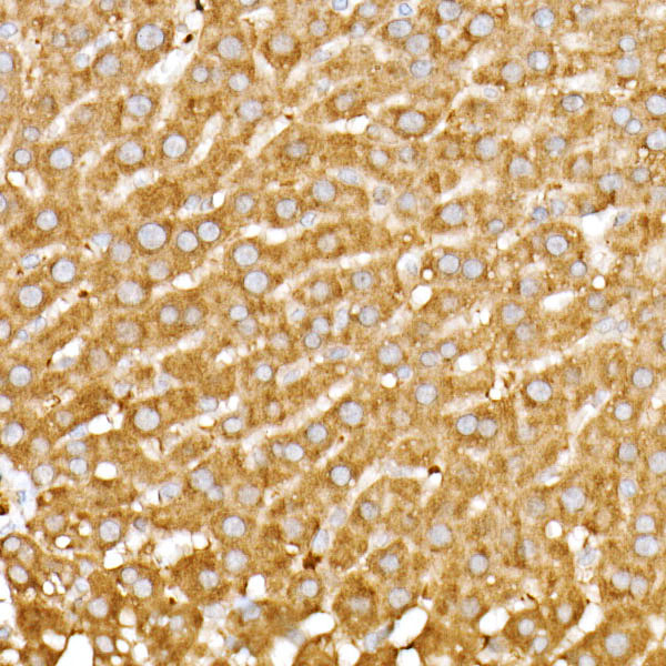 Meckelin Rabbit monoclonal antibody