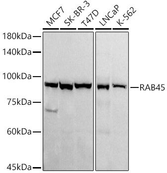 RAB45 Rabbit monoclonal antibody