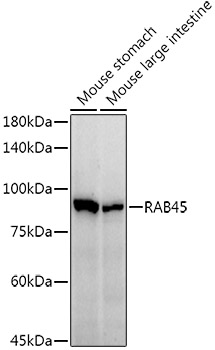RAB45 Rabbit monoclonal antibody
