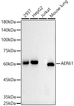 AER61 Rabbit monoclonal antibody