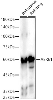 AER61 Rabbit monoclonal antibody
