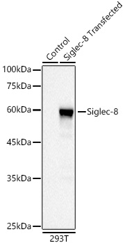 Siglec-8 Rabbit monoclonal antibody