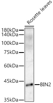 BIN2 Rabbit polyclonal antibody