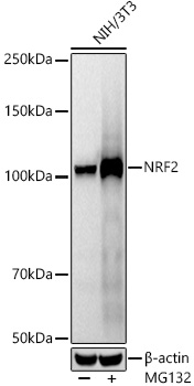[KO Validated] NRF2 Rabbit monoclonal antibody