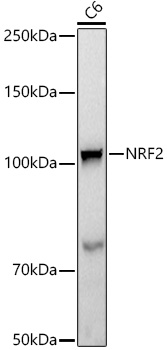 [KO Validated] NRF2 Rabbit monoclonal antibody