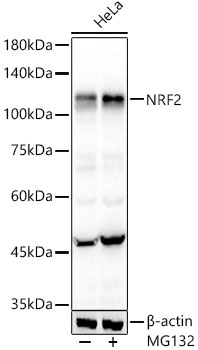 [KO Validated] NRF2 Rabbit monoclonal antibody