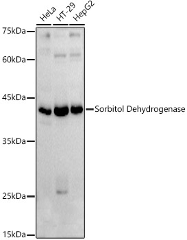 Sorbitol Dehydrogenase Rabbit polyclonal antibody