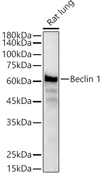 [KO Validated] Beclin 1 Rabbit monoclonal antibody