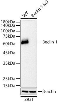 [KO Validated] Beclin 1 Rabbit monoclonal antibody