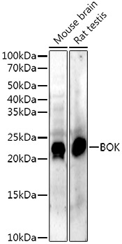 BOK Rabbit monoclonal antibody