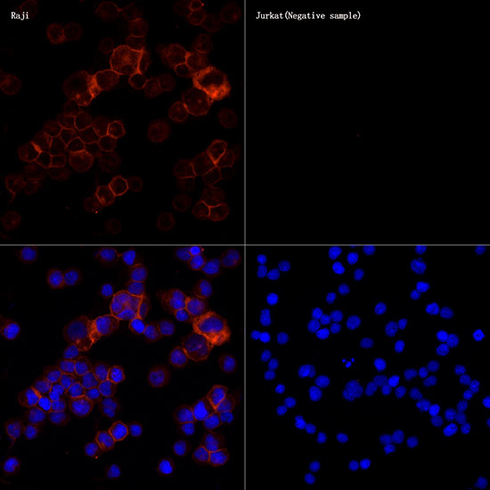 CD86 Rabbit monoclonal antibody