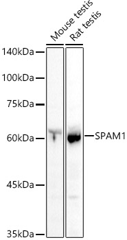 SPAM1 Rabbit polyclonal antibody