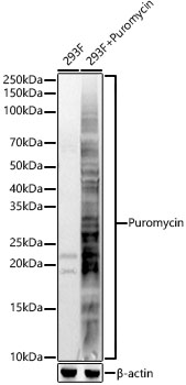Puromycin Rabbit polyclonal antibody