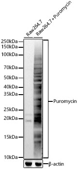 Puromycin Rabbit polyclonal antibody